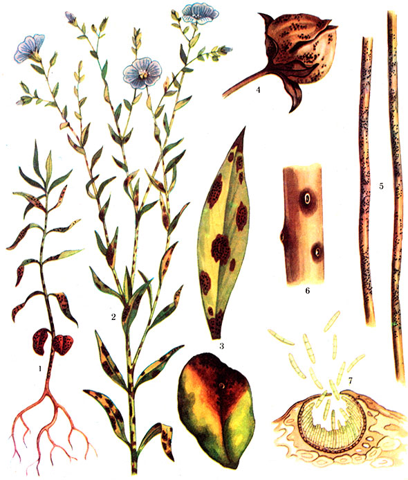 Mycosphaerella linicola Naumov
