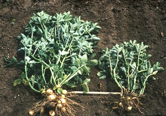 ознаки пошкодження золотистою картопляною нематодою